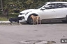 В Саратове собаки покусали кроссовер