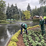 Горпарк Саратова украсят 5 тысяч тюльпанов