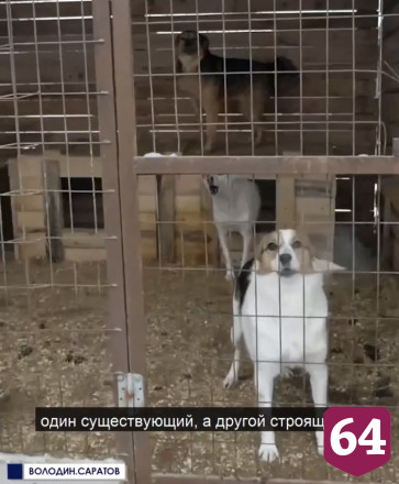 Володин призвал выделить гранты саратовским приютам для собак