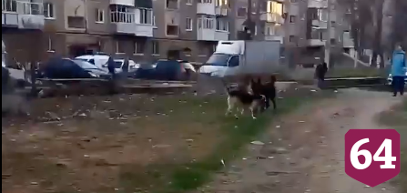 В Энгельсе ребенка за ногу укусила бродячая собака 