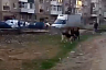 В Энгельсе ребенка за ногу укусила бродячая собака 
