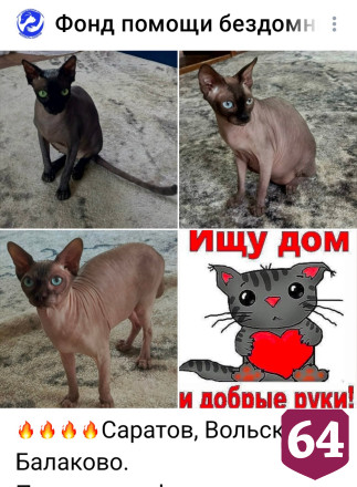 Саратовцев возмутила попытка разлучить страдающих без любви котов-сфинксов