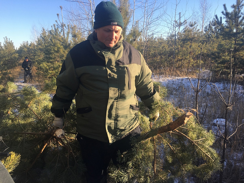 Под Саратовом рубят сосны к Новому году