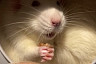 Саратовцы в день грызунов баловали домашних крыс