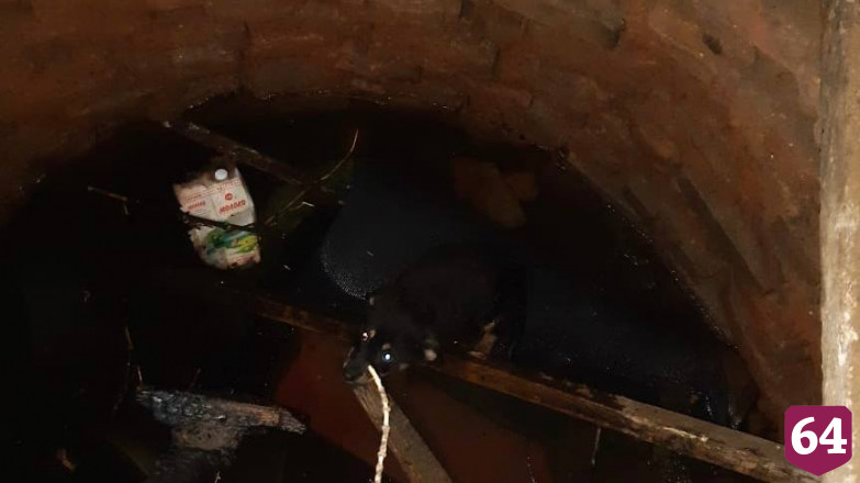 Саратовские спасатели вытащили щенка из колодца с водой 