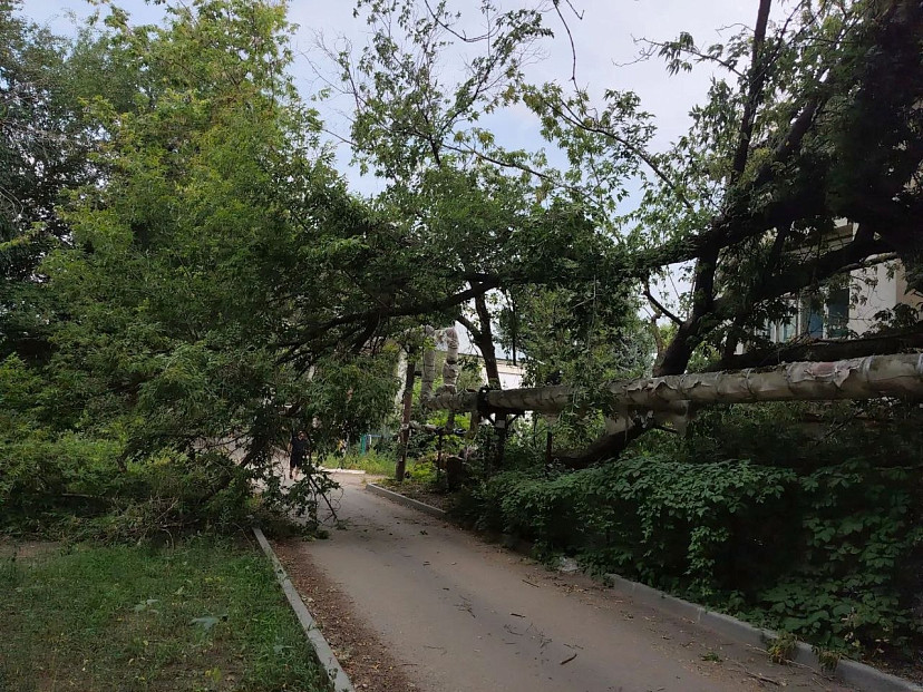 В Саратове обрушившееся дерево повисло над дорогой