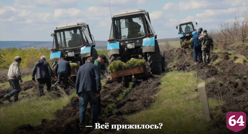 В Саратовской области высадят 4 тысячи гектаров леса