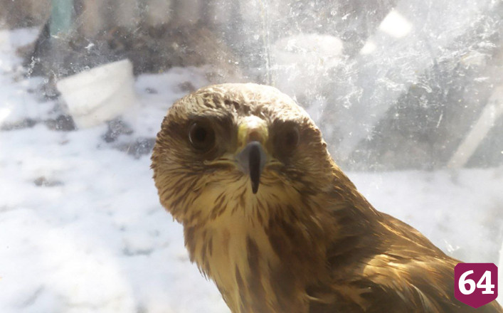 В Саратове волонтеры выхаживают Зомби 
