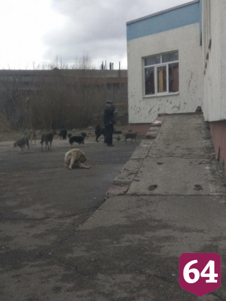 В Саратове любитель бродячих собак кинулся на участника субботника с топором