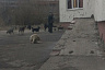 В Саратове любитель бродячих собак кинулся на участника субботника с топором