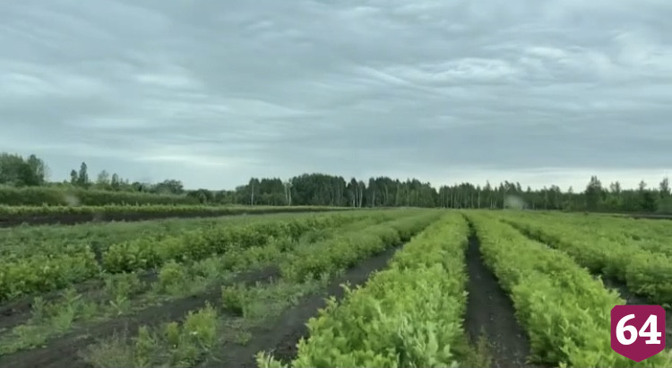 Вдоль дорог Саратова сделают «живую изгородь»