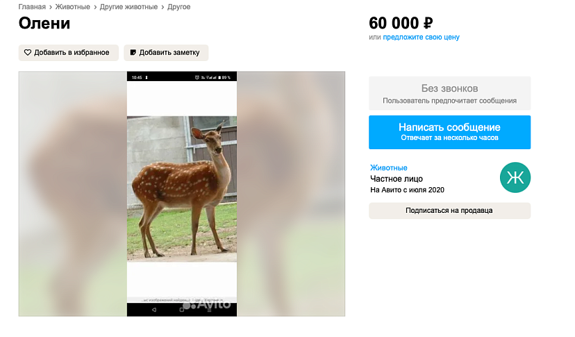 В Саратове за 60 тысяч рублей продают оленя