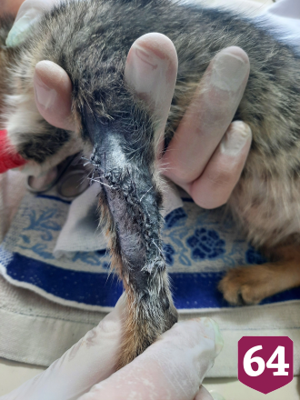 Саратовские ветеринары спасли двухмесячного котенка с резаной раной