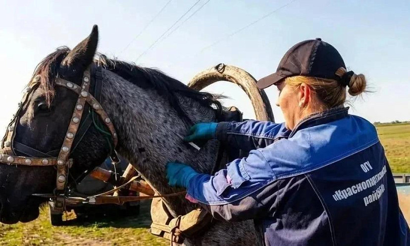 Алексей Балалаев озвучил значимость профилактической вакцинации животных