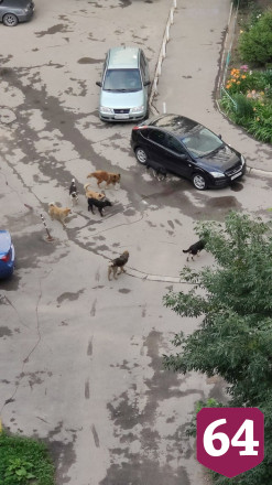 В Саратове стая бездомных собак загрызла пуделя 