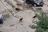 В Саратове стая бездомных собак загрызла пуделя 
