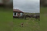 Под Саратовом школьник спас сурка от бездомных собак