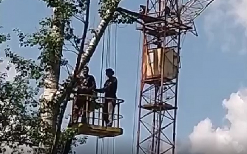 Саратовцы пожаловались на спил тополя высотой с девятиэтажку