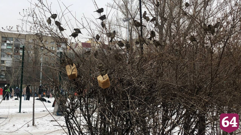 В саратовском парке заметили необычные кормушки для птиц