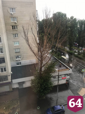 Жители боятся падения старого тополя в центре Саратова