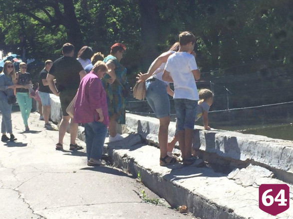 Саратовцы в горпарке выстроились в очередь покормить лебедей
