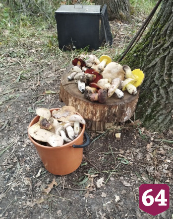 Саратовцы нашли в лесу килограммовый груздь