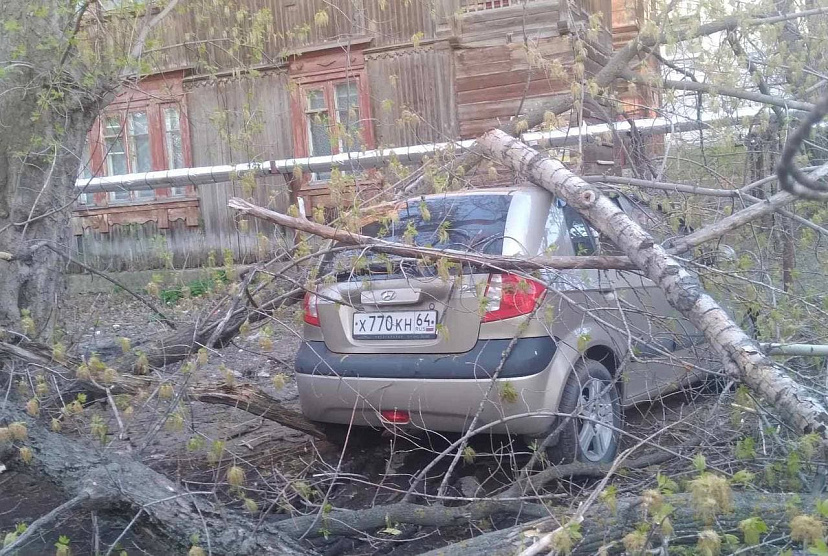 В Саратове дерево рухнуло на три припаркованных автомобиля
