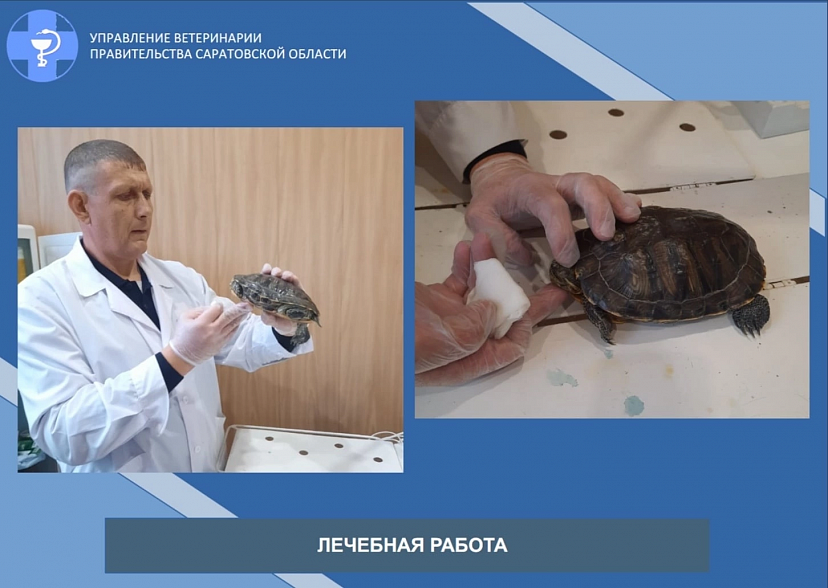 Саратовские ветеринары помогли черепахе с больными глазами