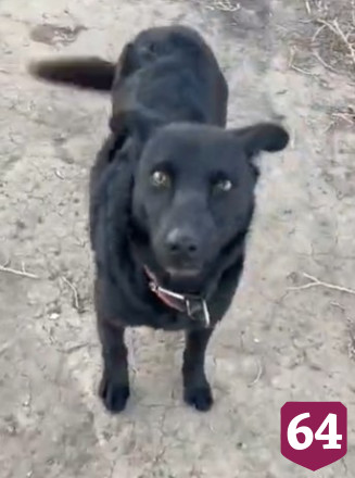 Саратовский силач зашел в TikTok с Бобиком