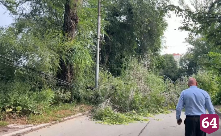 В Саратове упавшее из-за сильного ветра дерево перекрыло движение 