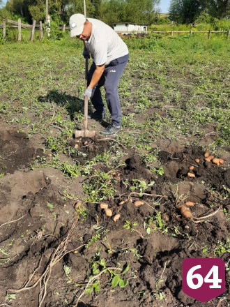 В Саратовской области чиновник за выходные накопал картошки на зиму
