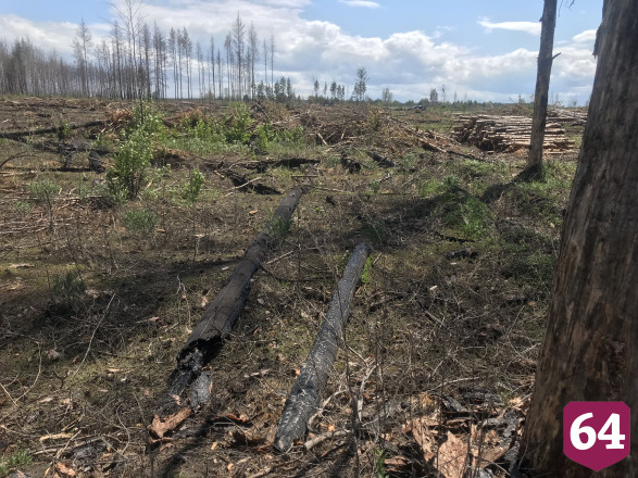 На месте прошлогоднего пожара под Саратовом высадят лес