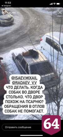 Жительницу Саратова возмутили спящие на крыше машины бродячие собаки