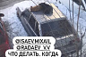 Жительницу Саратова возмутили спящие на крыше машины бродячие собаки