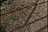 Слепой тигрице из Саратова сделали операцию на глаз