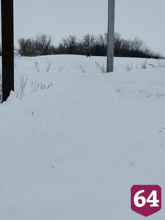 Собаки из приюта держат в страхе жителей села под Саратовом 