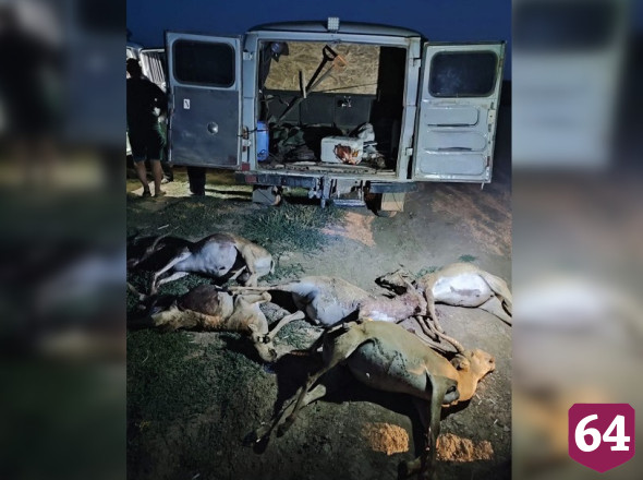 Саратовца ждет суд за 5 туш краснокнижных сайгаков в багажнике