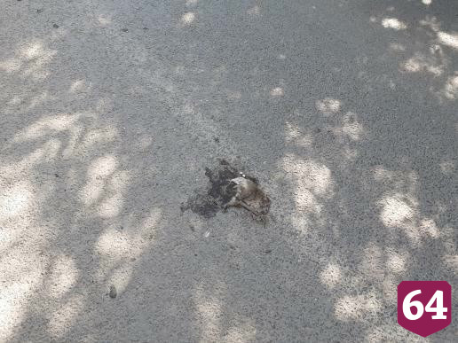 Саратовцы пожаловались на логово крыс в свалке отходов