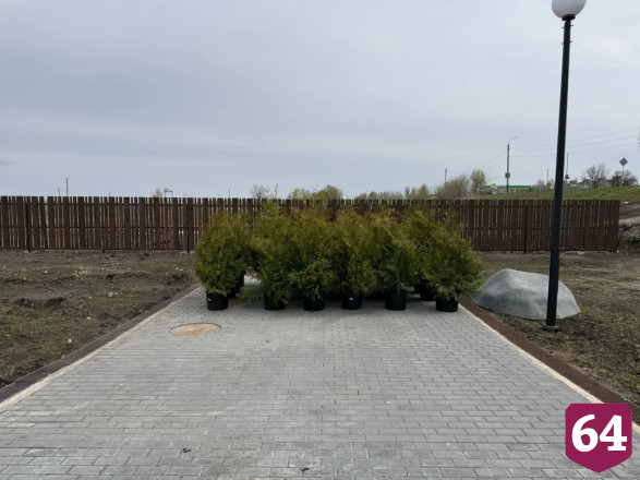 В Саратовской области на набережной высадят 400 деревьев и кустарников