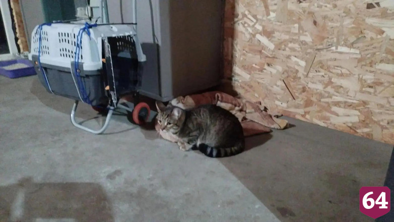 Саратовские врачи спасли путешественницу с Алтая с двумя кошками