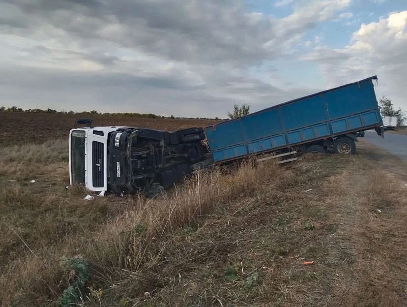 В Саратовской области ловят сбежавший из перевернувшегося грузовика скот
