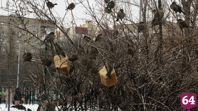 В саратовском парке заметили необычные кормушки для птиц