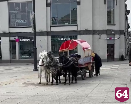 Саратовцы пожалели катающих детей пони
