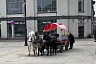 Саратовцы пожалели катающих детей пони