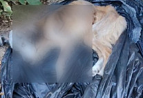 Саратовцы нашли в мусорном баке мертвую кошку и истощенную собаку