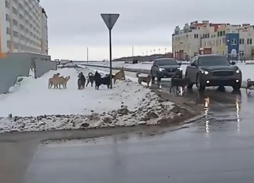 Стаю агрессивных собак в Солнечном пообещали отловить