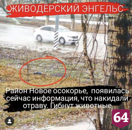 Догхантеры травят бездомных собак в Энгельсе