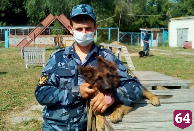 Саратовский питомник УФСИН отправил овчарок на службу в Удмуртию