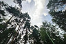 В Саратовской области благоустроили лесопарк с вековой историей