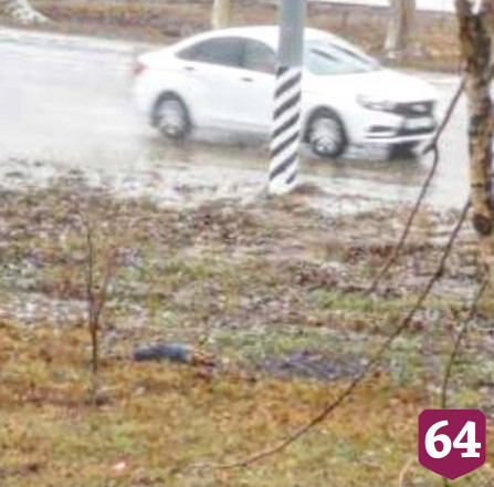 Догхантеры травят бездомных собак в Энгельсе